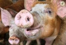 إيطاليا تذبح 60 ألف خنزير بسبب انتشار حمى الخنازير الأفريقية الأسوأ منذ الستينيات