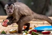 منظمة الصحة العالمية تنشر 10 معلومات جديدة بشأن جدرى القرود