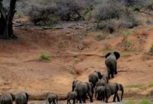 وسط نقص الغذاء والجفاف.. زيمبابوى تأمر بقتل 200 فيل