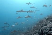 أزمة المناخ تدفع أسماك القرش لهجر الشعب المرجانية وتهدد النظام البيئي المتضرر