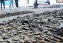 بيرو تصادر 1.3 طن من زعانف سمك القرش خلال تهريبها خارج البلاد.. فيديو