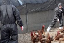 اليابان تسجل أول تفشى لإنفلونزا الطيور فى محافظة هوكايدو