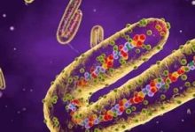 وزير الصحة الرواندى: فيروس ماربورج حتى الآن تحت السيطرة