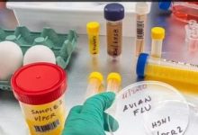 أستراليا تخصص 64 مليون دولار للحماية من خطر أنفلونزا الطيور