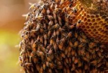 تليفزيون "بريكس" يسلط الضوء على اكتشاف فيتنام سلالة جديدة من النحل