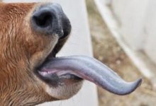 مرض اللسان الأزرق ينتشر فى سويسرا