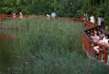 ذهب أسود على طول طريق الحرير.. شاى فو الصينى "كنز" مقاطعة شنشى