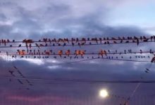 تخلف أضرارا بالغة.. بلدة أرجنتينية تكافح للتعامل مع غزو الببغاوات السنوى