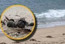 إغلاق المزيد من شواطئ سيدنى بسبب انتشار كرات "القطران".. فيديو