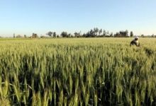 وزارة الزراعة: تقاوى القمح المعتمدة متوفرة وتكفى المستهدف