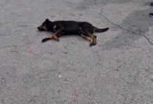 تسمم 12 كلبا يثير الجدل فى لبنان.. اعرف حقيقة "مجزرة الكلاب" فى مرفأ بيروت؟